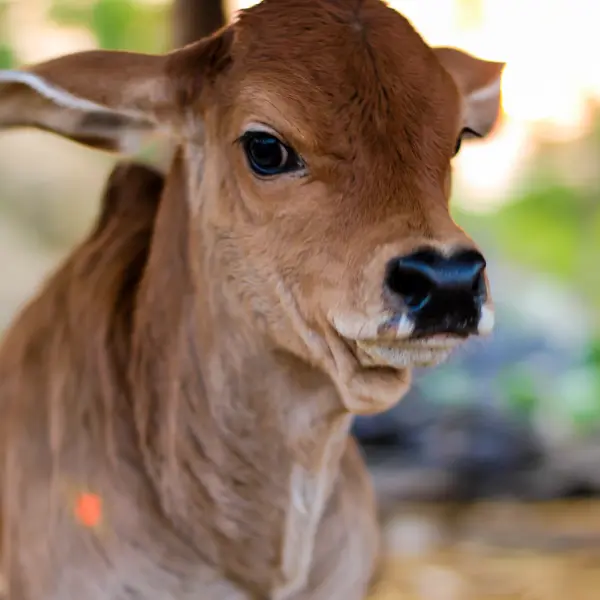 Adopt Calf for One Month