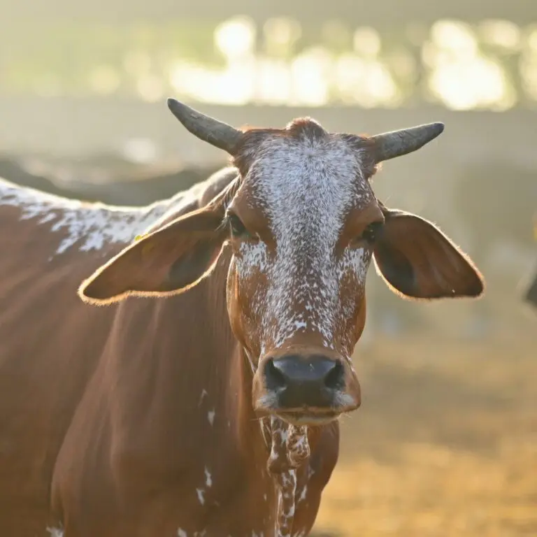 Adopt Cow for One Month