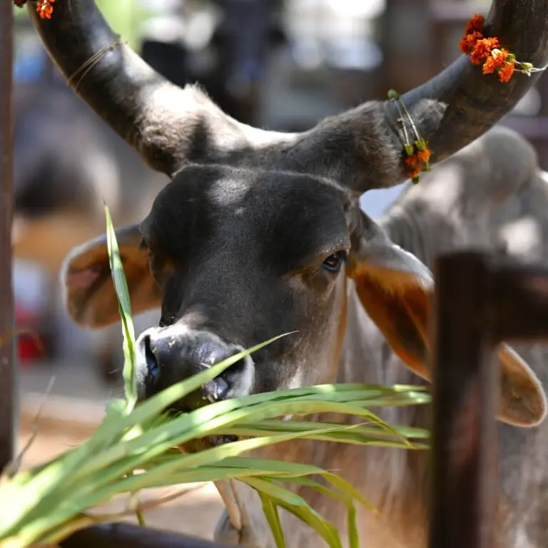 Nandi Seva