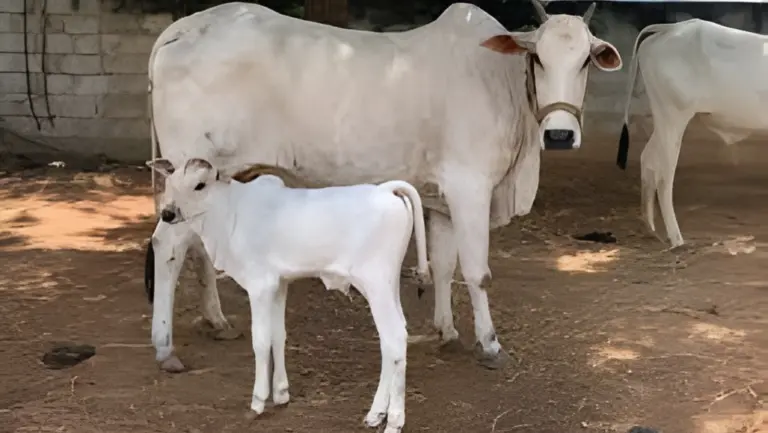 Medicines Kit for Cows