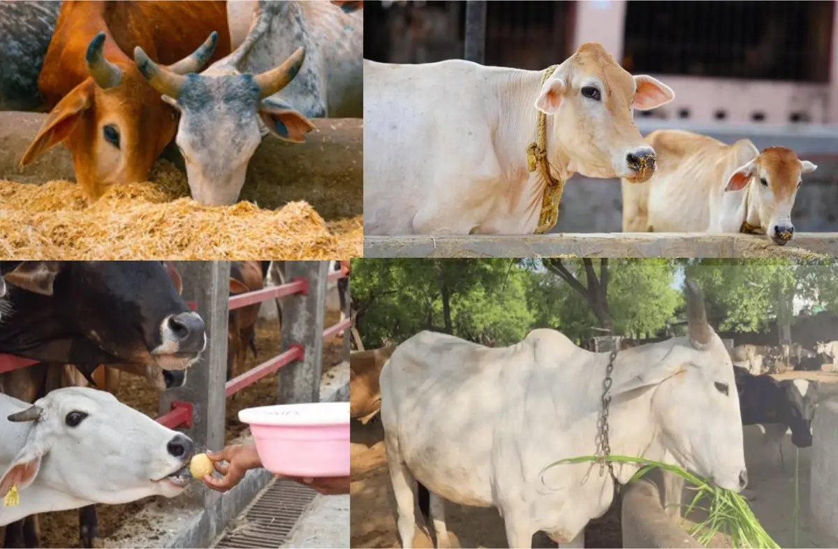 Mulakaat Foundation Gau Seva and Cow Care