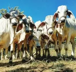 Feed 20 Cows
