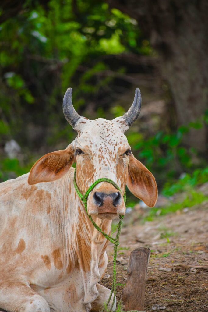 Cow lying alone on a dirt road