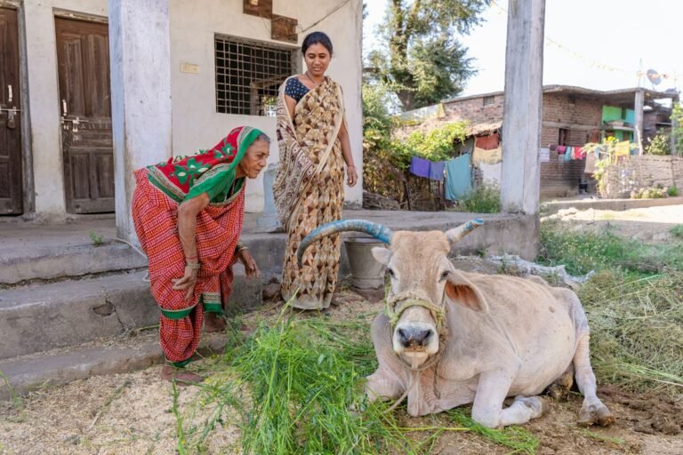 Women in a village giving green fodder to a desi cow
