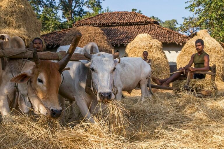 Desi cows eating hay at a rural shelter in India
