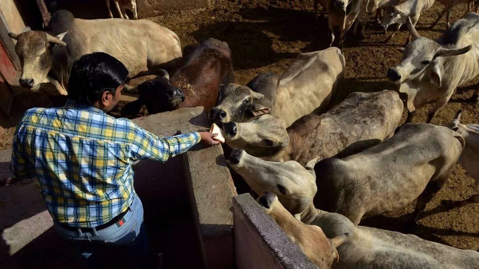 Man feeding roti to cows at a gaushala