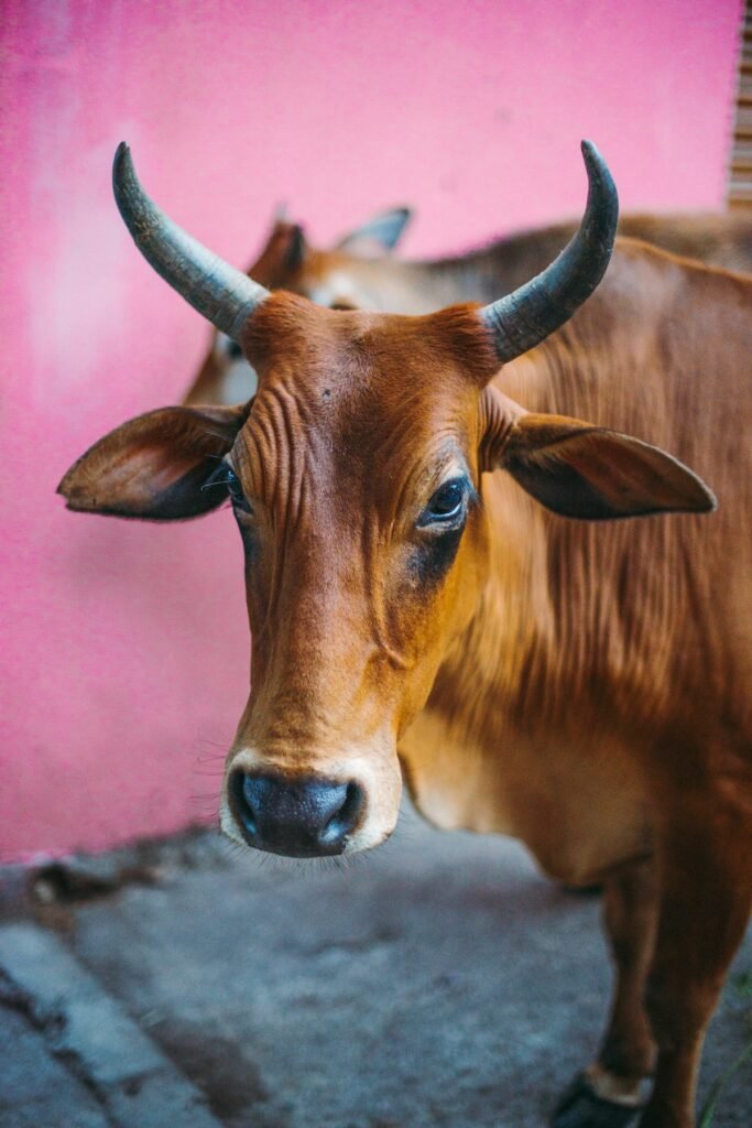 A healthy brown desi cow