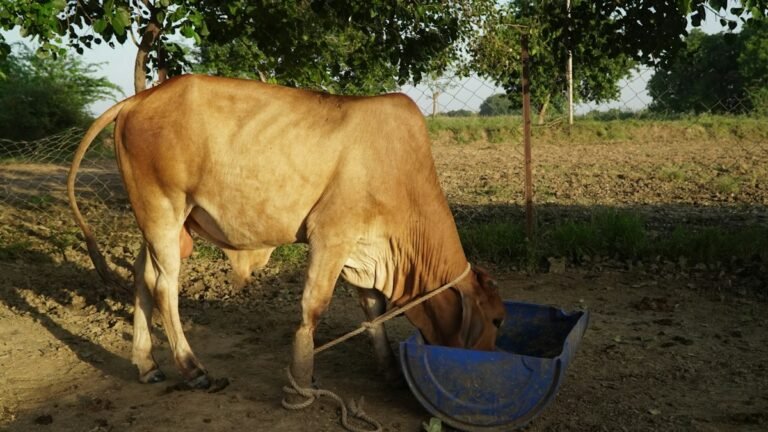 A thin cow drinking from a water trough